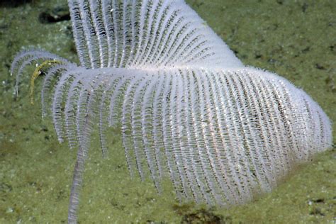 Beautiful Creatures of Deep Sea Hydrothermal Vents | Nautilus Live