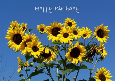 Sunflowers with blue sky background - Happy Birthday Photograph by ...