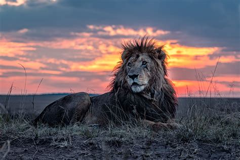 Photos Show the Oldest Known Lion in the Maasai Mara Wildlife Reserve in Kenya