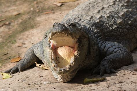 What Animals Live In The Sahara Desert? - WorldAtlas