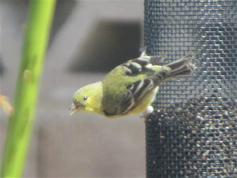 Lesser Goldfinch Female? - FeederWatch