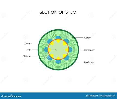 Cross Section of a Plant Stem, Dicot Stock Vector - Illustration of ...