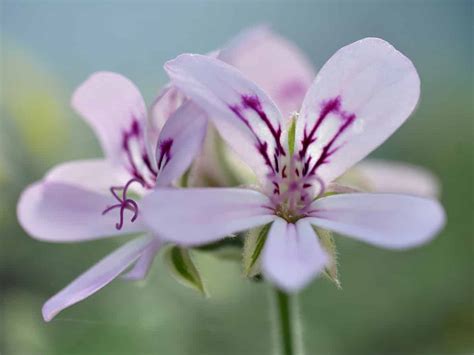 Pelargonium radens: What it is and its basic care - Global Gardening Secrets