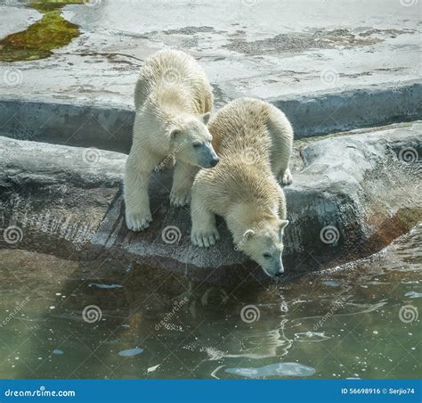 Two polar bear cubs. stock photo. Image of look, childhood - 56698916