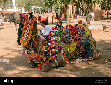 Decorated camel in Udaipur, Rajasthan, India Stock Photo - Alamy