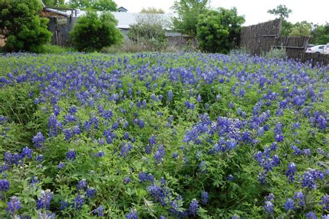 Wildflower Center Gears Up for Plant Sale – SUN NEWS AUSTIN