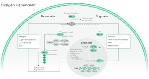 HIF-1α pathway | Abcam