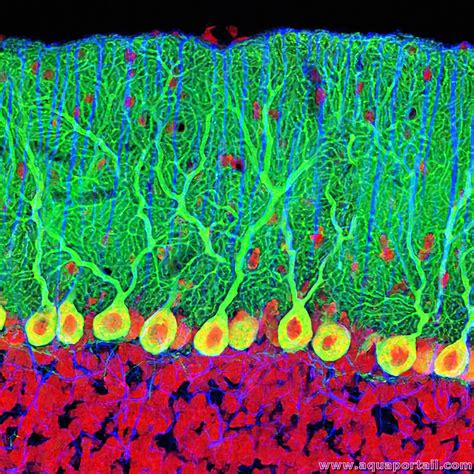 Cellule de Purkinje : définition et explications