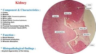 Minor Calyx Histology