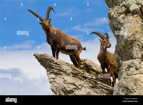 Alpine ibex capra ibex climbing on rocks hi-res stock photography and images - Alamy