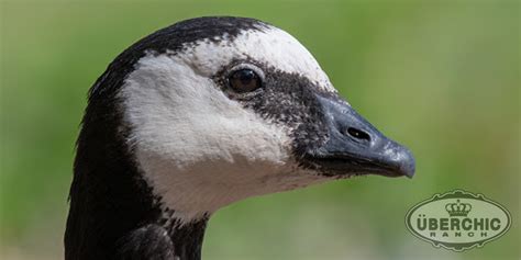 Barnacle Geese | Überchic Ranch