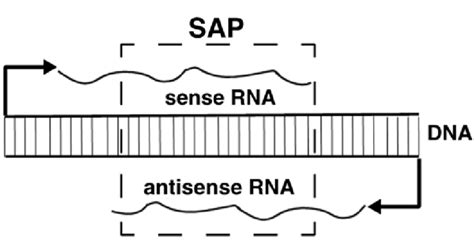 Overview of a eukaryotic sense-antisense transcript pair. The... | Download Scientific Diagram