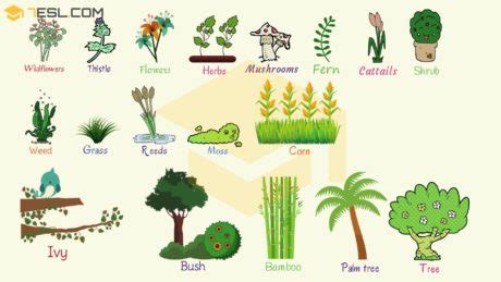 Plant Names and List of Plants and Trees with Pictures • 7ESL