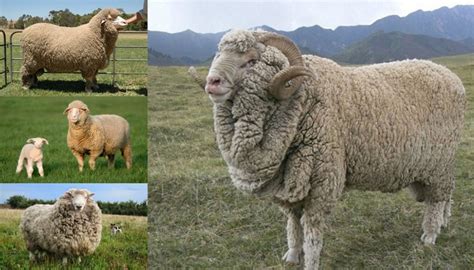 Merino Sheep Breed – Everything You Need to Know