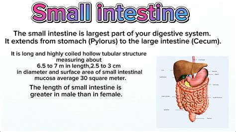 Small intestine function and parts , DUODENUM function, jejunum function, ileum parts and ...