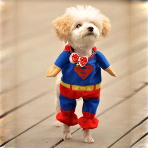 Dog Harnesses and Custom Made Dog Clothes - Super Dog Costume | Pet ...