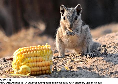 MULTAN: August 18 - A squirrel eating corn in a local park. APP photo ...