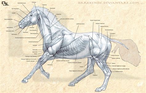 Horse Muscles Anatomy by DarkKenjie on DeviantArt