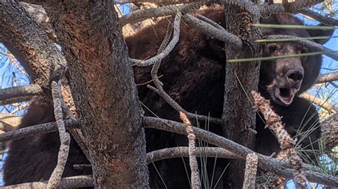 Hank the Tank, 500-pound bear, breaks into homes, eludes capture | WFLA