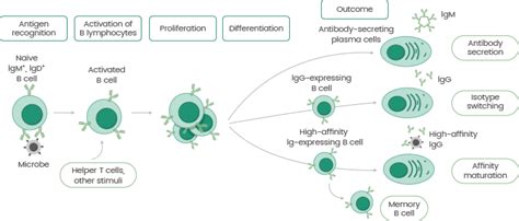 Development of Antibody Production | Sino Biological