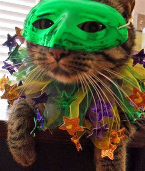 Masquerade: 12 Mardi Gras Pets - mom.me | Cat celebrating, Pet holiday ...