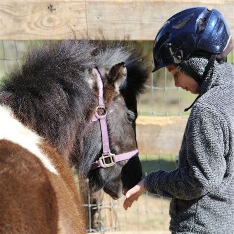 Beginner Horses for Sale - Maverick Horseback Riding