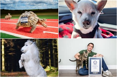 Faster, longer, smarter, taller: meet the incredible animals holding Guinness World Records | You