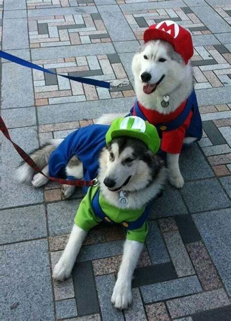 17 Best images about cool dog costumes on Pinterest | Best dogs, Dog ...