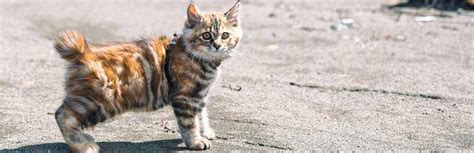 Pixie-Bob Cat: Breed Information, Characteristics, and Facts