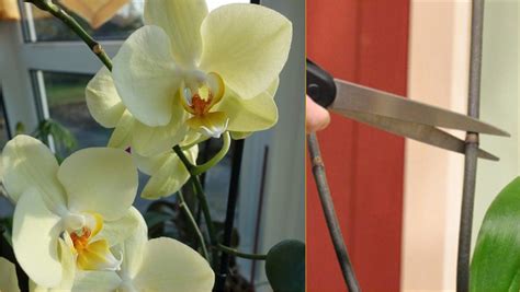 Care Of Orchids After Flowering: Essential Tips for Success | Farmvina