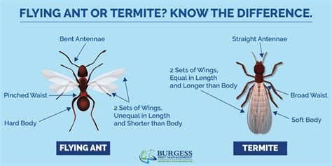 Termites or Flying Ants? How to Tell the Difference