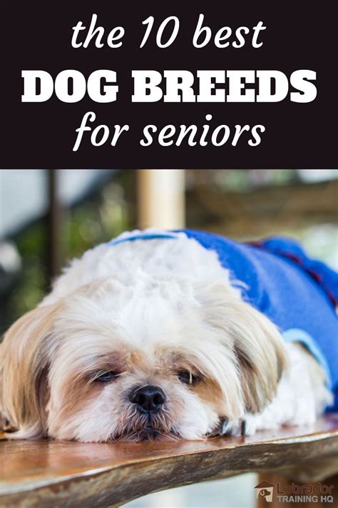 10 Best Dog Breeds for Seniors