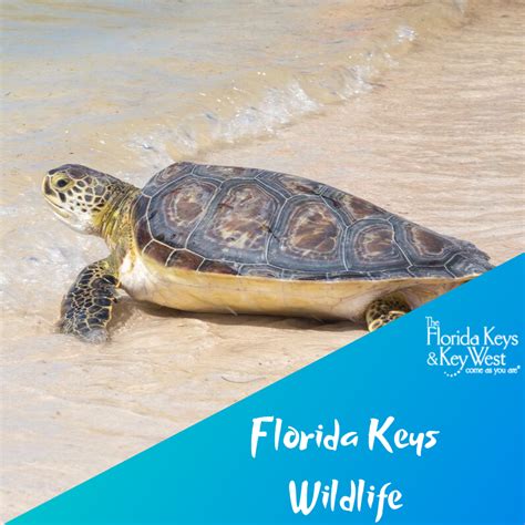 People from around the world are drawn to the Florida Keys, seeking one-of-kind opportunities to ...