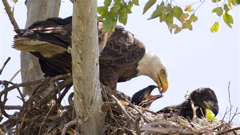 Bald eagle nesting closes sections of Tonto National Forest