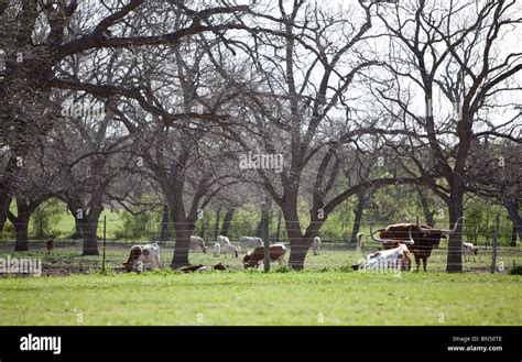 Texas longhorn cattle ranch hi-res stock photography and images - Alamy