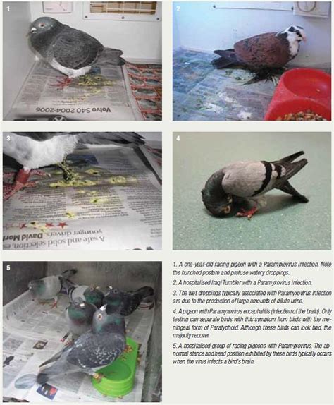 Paramyxo Virus - The Australian Pigeon Company