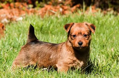 Australian Terrier - Description, Energy Level, Health, Interesting Facts