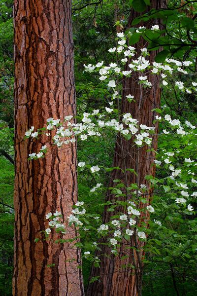 Double Tree Dogwoods | Yosemite National Park | Joseph C. Filer Fine ...