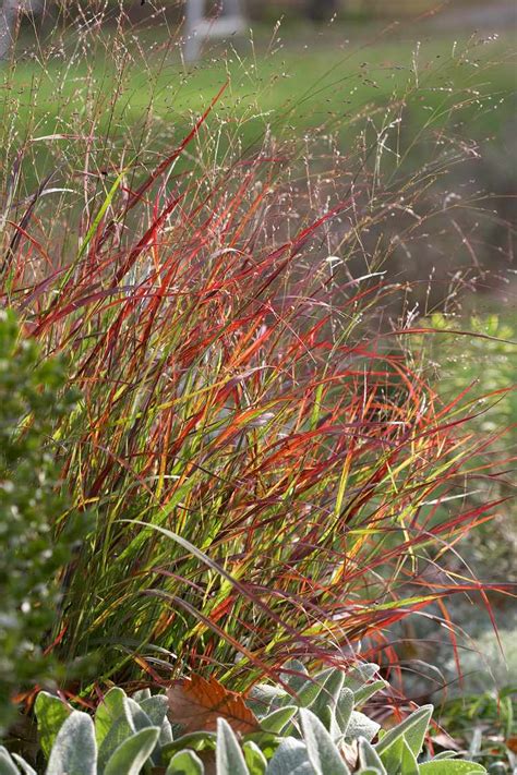 7 Perennials that Add Gorgeous Autumn Colors to Your Yard