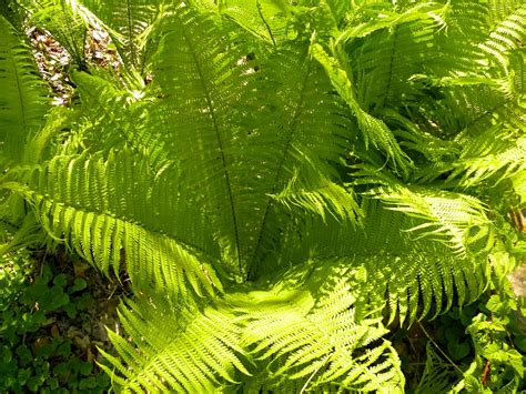 Good Things by David: Wonderful Ostrich Ferns