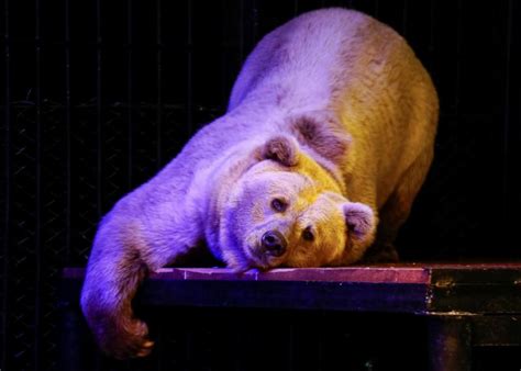 Russian Zoo Welcomes Nighttime Visitors