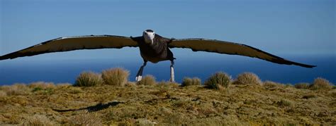 Tristan Albatross falling through gaps in protection on High Seas - BirdLife International