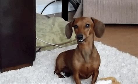 Adorable Dachshund Dog Cute Little Smile GIF | GIFDB.com