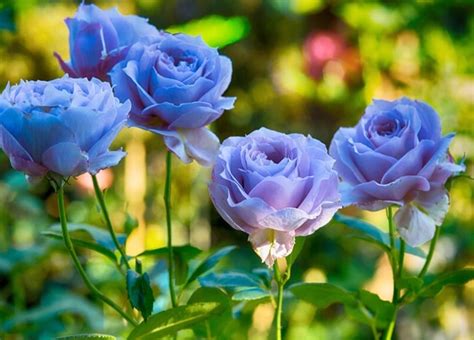 Hoa Cúc Xanh - Blogspot: Hoa hồng xanh có ý nghĩa gì, cách trồng và ...