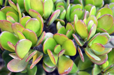 Crassula Ovata Care & Growing Tips | Horticulture.co.uk