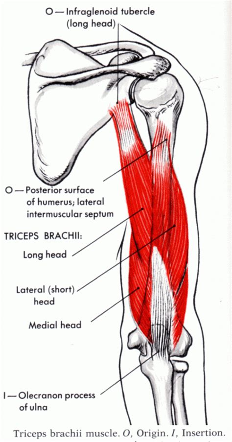 Shoulder / ПЛЕЧИ: Triceps brachii Muscle