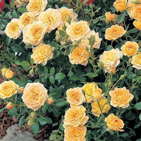 Rose 'Yellow Fairy' (Shrub Rose) plants | Thompson & Morgan