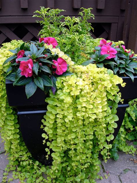 Big Container - August | Container plants, Container herb garden, Patio ...