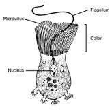 Choanocytes are like the heart, pumping water filled with potential food to feed the sponge ...