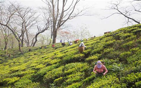 Glenburn Tea Estate: Buy Tea Online from Darjeeling Gelnburn Tea Estate ...